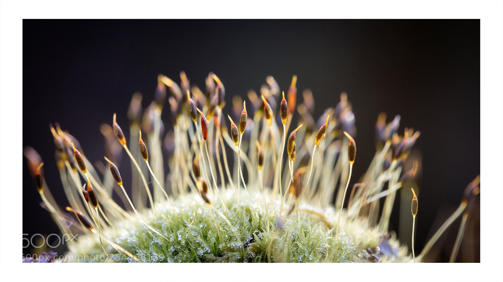 Canon EOS 5DS R sample photo. The moss photography