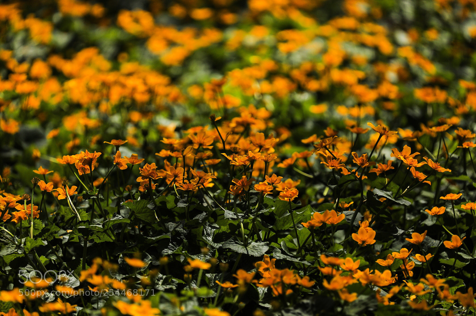 Canon EOS 5D Mark IV sample photo. Untitled photography