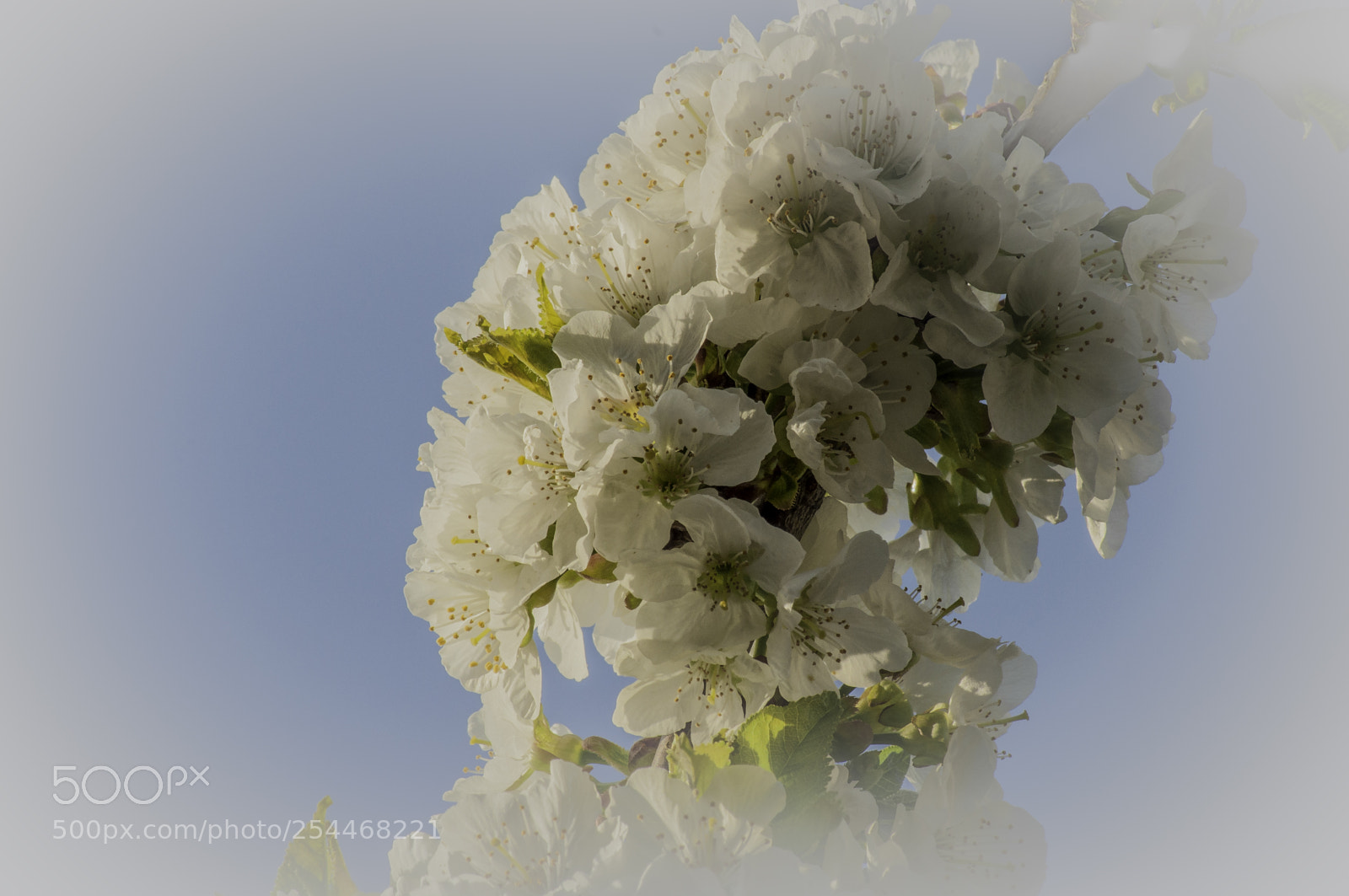 Nikon D5000 sample photo. Blossem photography