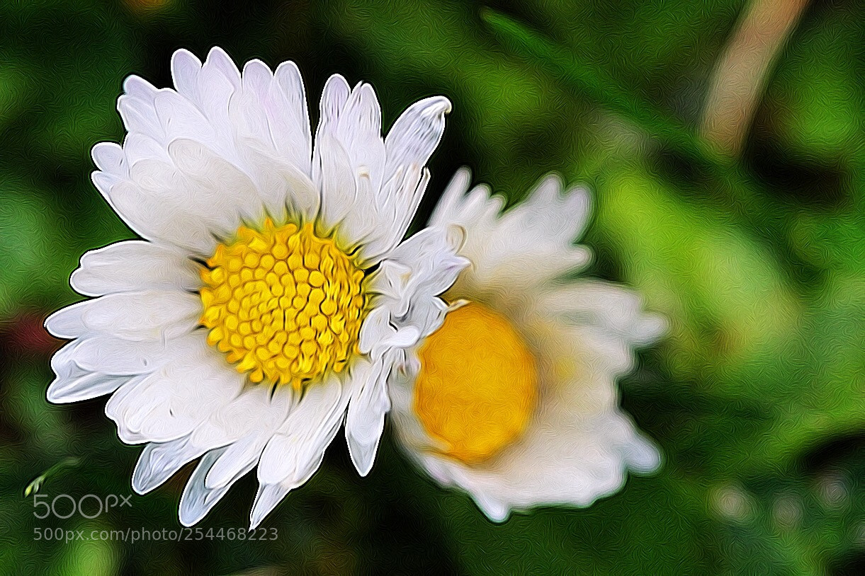 Canon EOS 600D (Rebel EOS T3i / EOS Kiss X5) sample photo. Daisies  photography