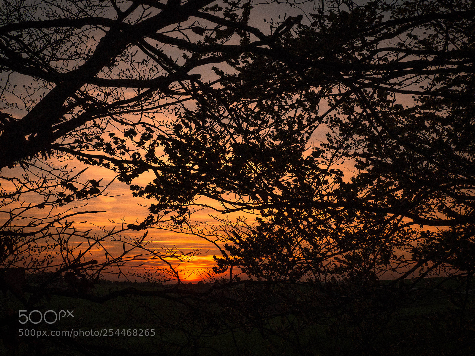 Olympus OM-D E-M10 II sample photo. Silhoettes of trees photography
