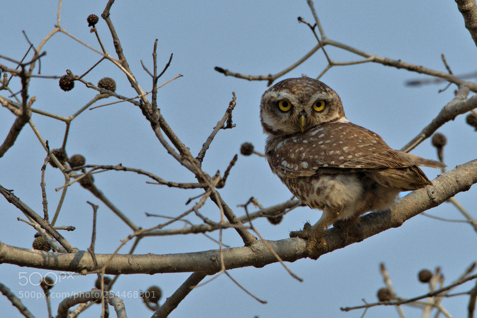 Nikon D500 sample photo. Spotted owlet on guard photography