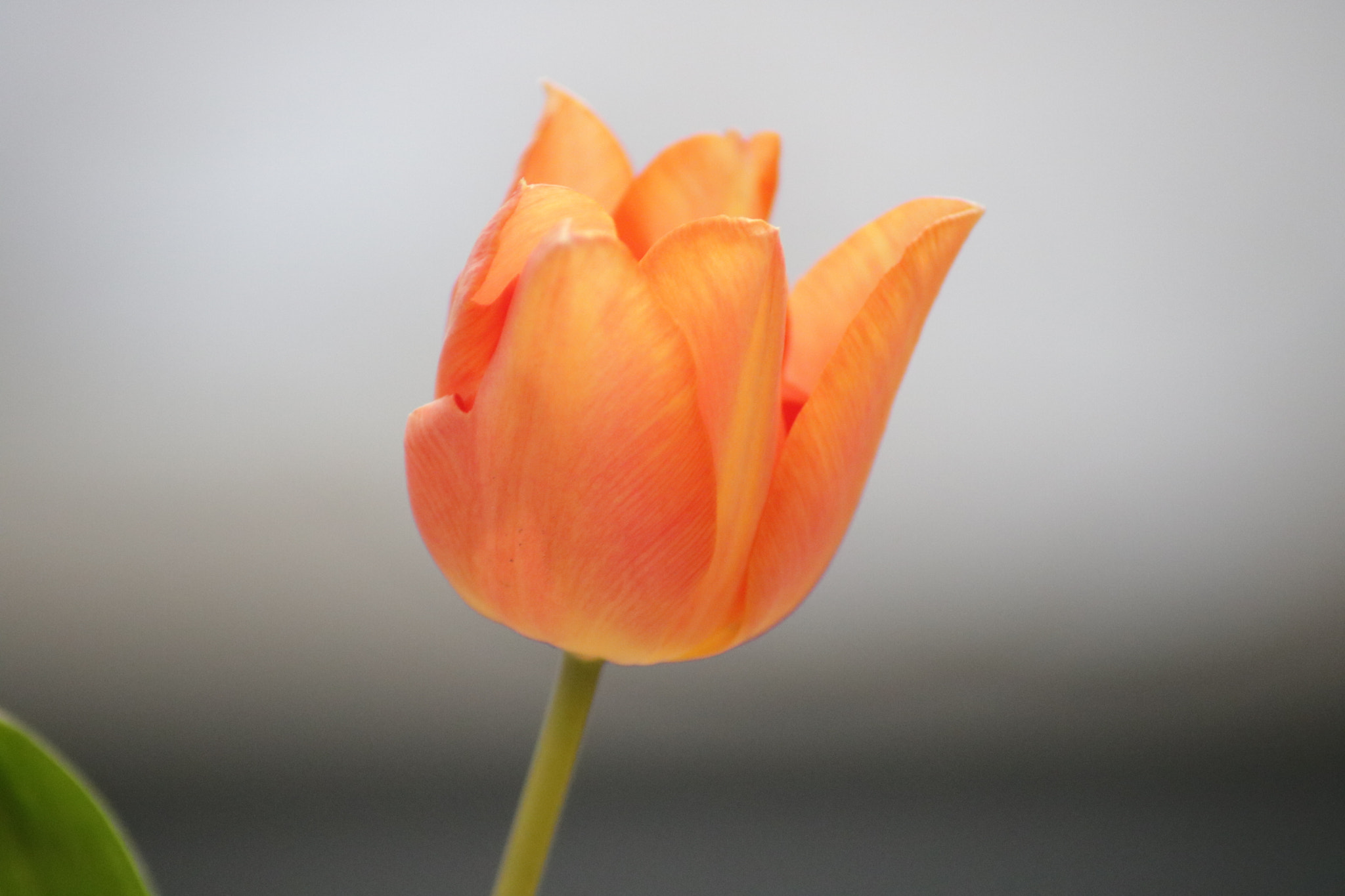 Canon EOS 760D (EOS Rebel T6s / EOS 8000D) sample photo. Tulip photography