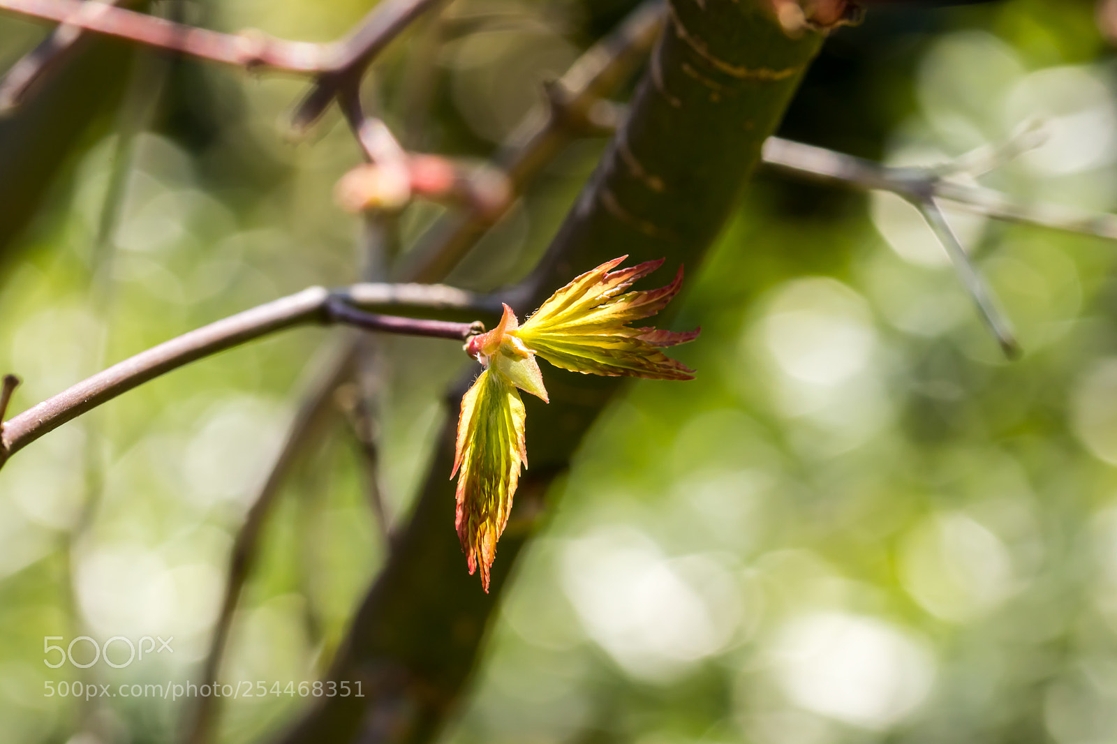 Canon EOS 80D sample photo. Acer bud opening photography