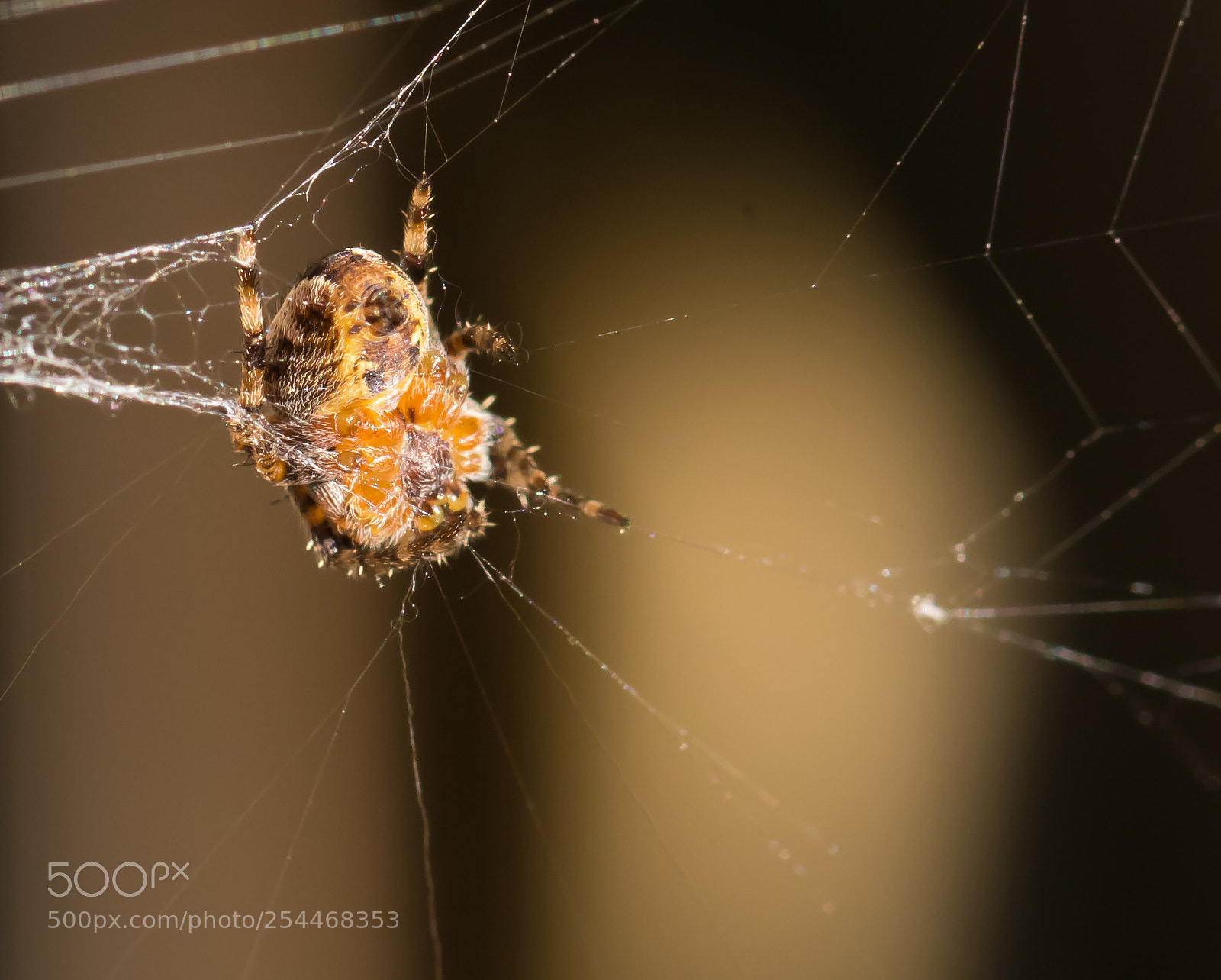 Canon EOS 80D sample photo. Making my web photography