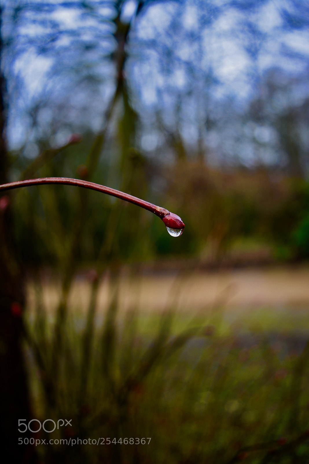 Nikon D5200 sample photo. Macro capture of a photography
