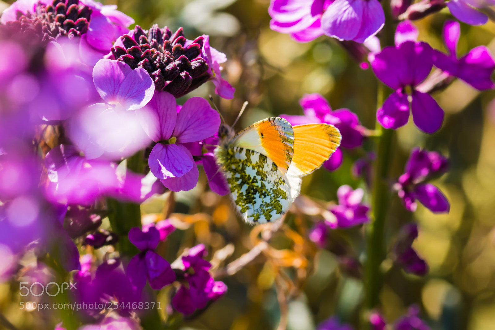 Canon EOS 80D sample photo. Orange tip butterfly photography