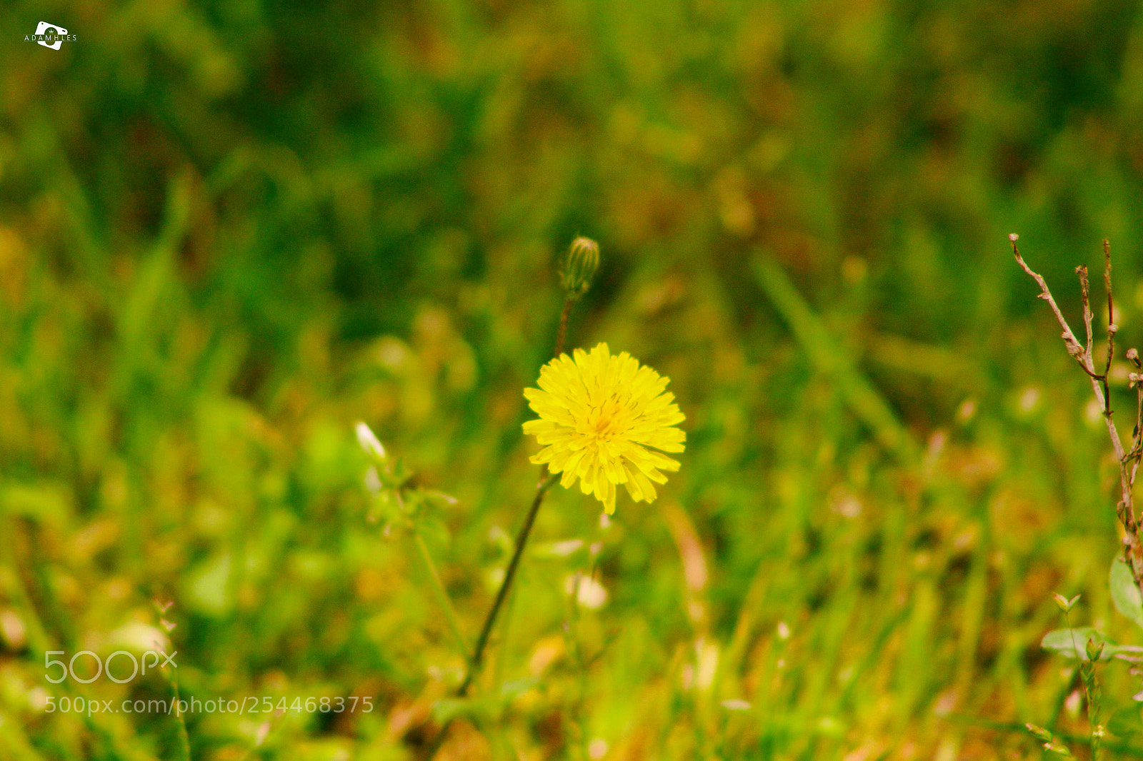 Canon EOS 1300D (EOS Rebel T6 / EOS Kiss X80) sample photo. Flower photography