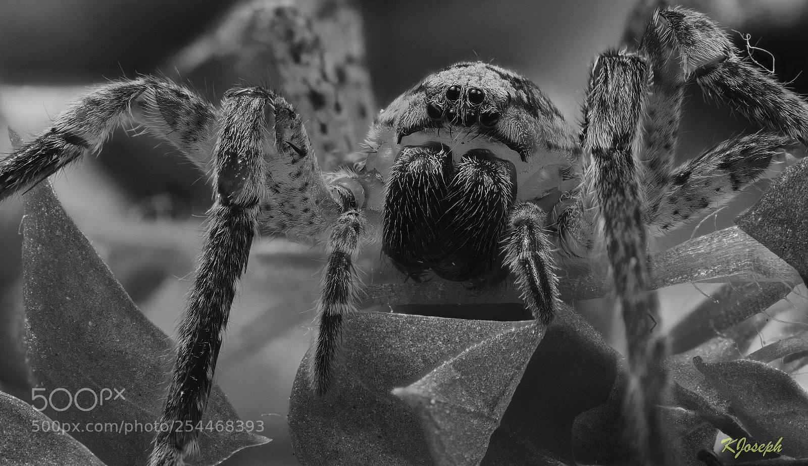 Olympus OM-D E-M1 Mark II sample photo. Itsy bitsy spider. photography