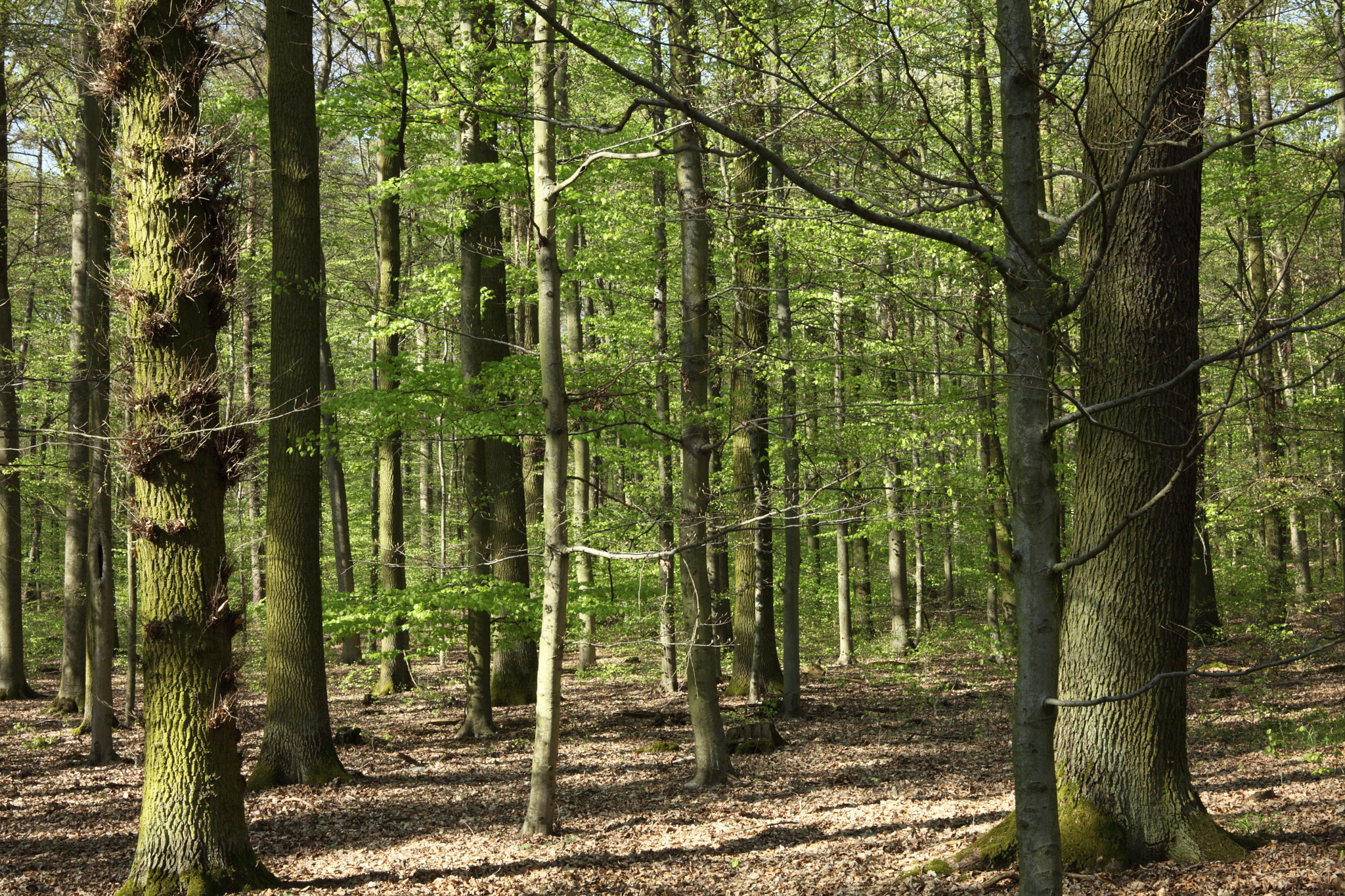 Canon EOS 5D Mark II sample photo. Deciduous forest photography