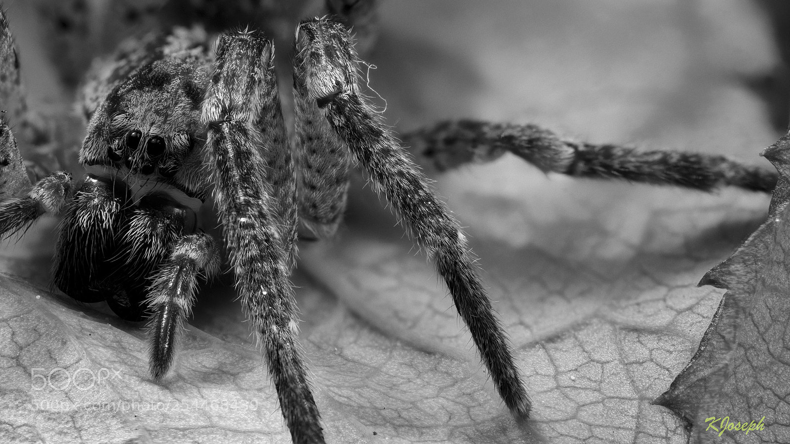 Olympus OM-D E-M1 Mark II sample photo. Itsy bitsy spider. photography