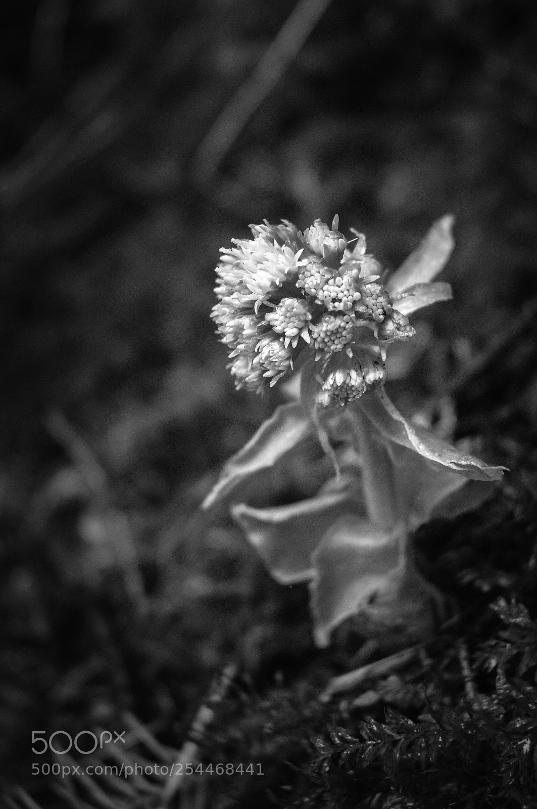 Nikon D300 sample photo. Disgelo... photography