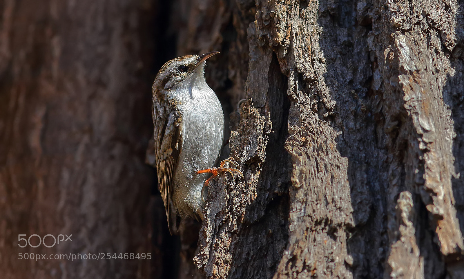 Canon EOS 7D Mark II sample photo. Sunbathing treecreeper photography