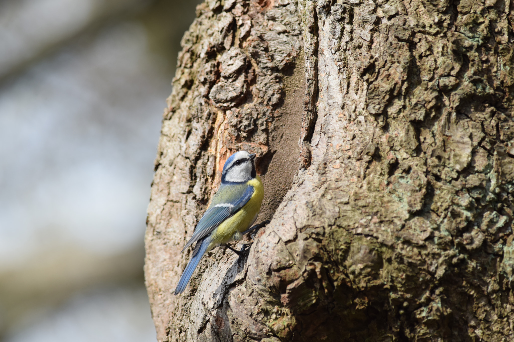 Nikon AF-S Nikkor 300mm F4D ED-IF sample photo. Blue tit.  (cyanistes caeruleus) photography