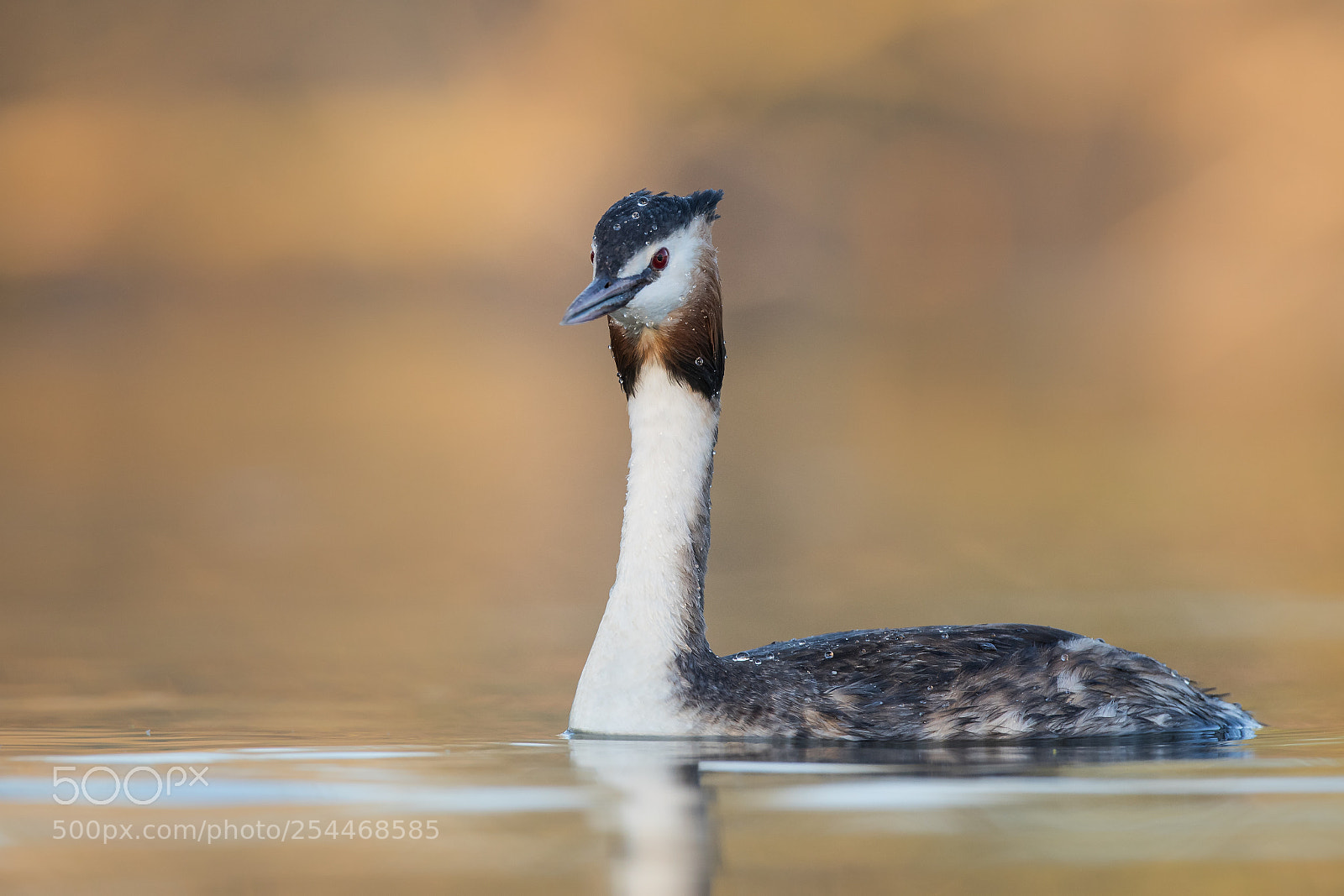 Canon EOS 5D Mark IV sample photo. Haubentaucher - great crested photography