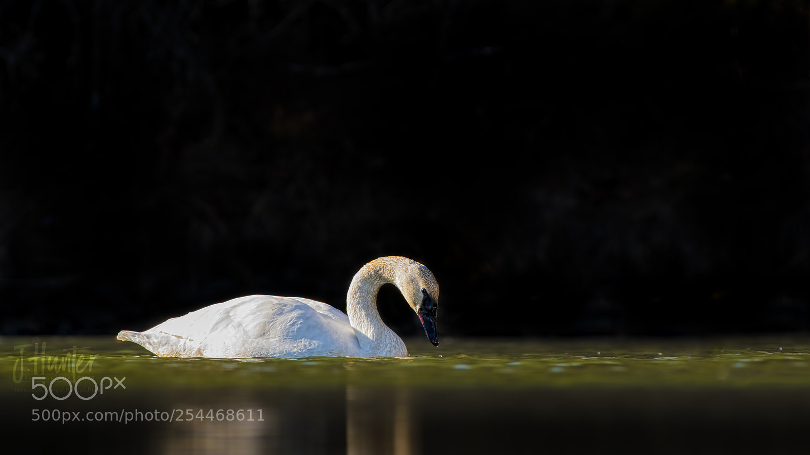 Nikon D500 sample photo. Trumpeter swan photography