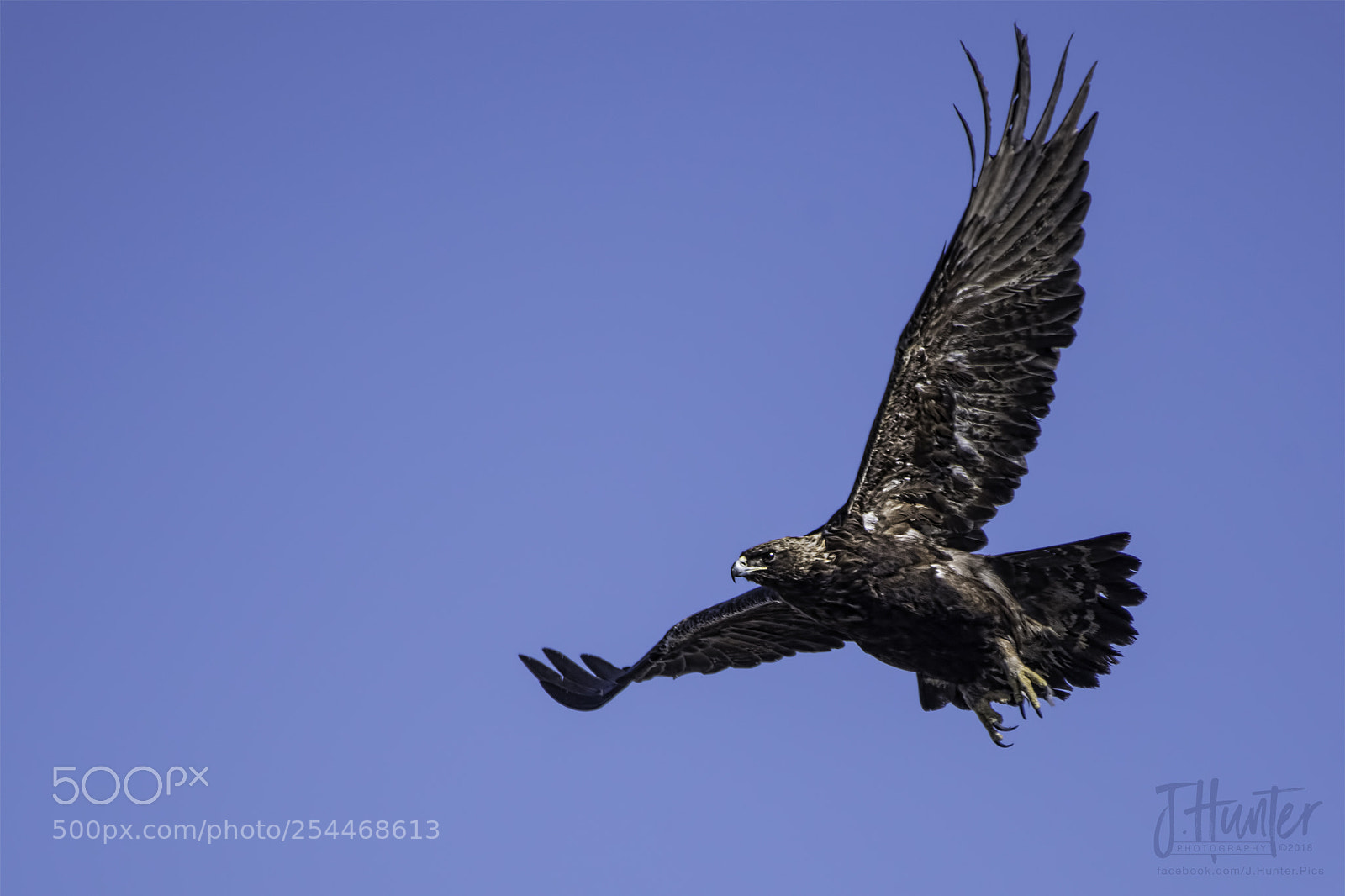 Nikon D500 sample photo. Golden eagle photography