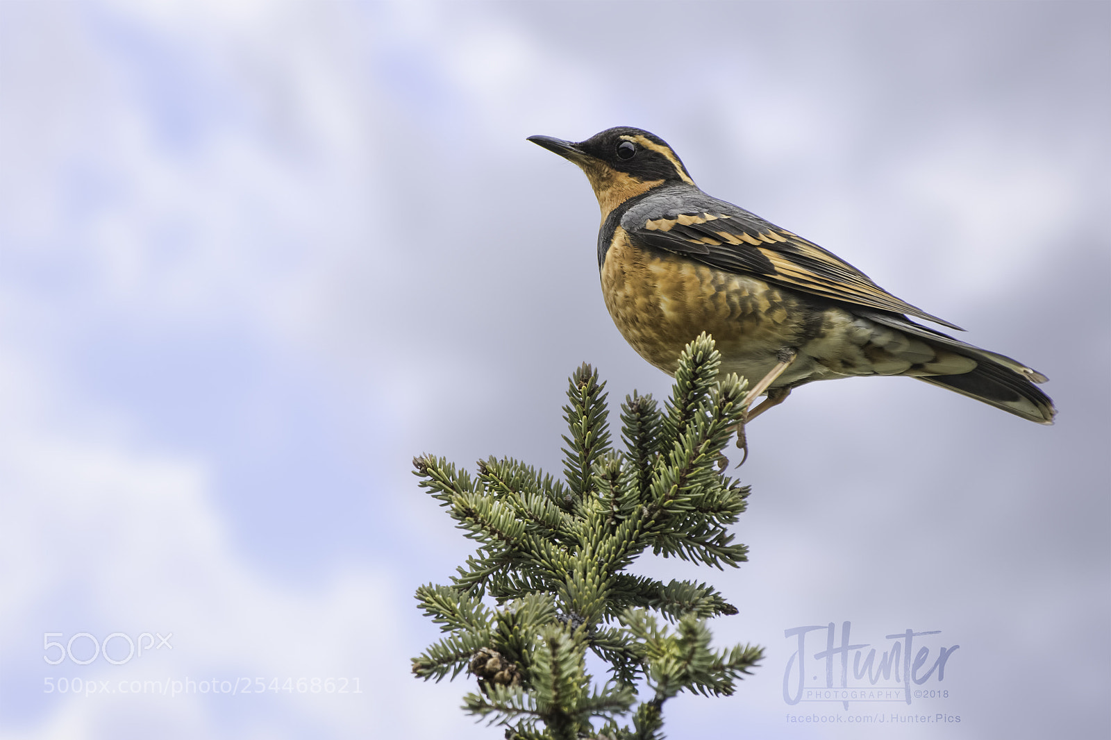Nikon D500 sample photo. Varied thrush photography
