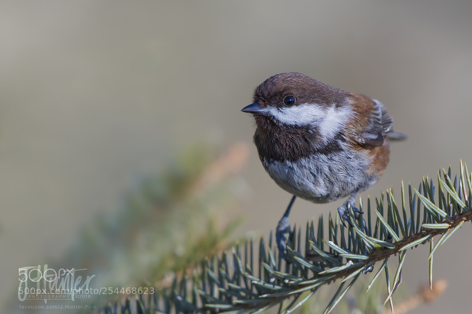 Nikon D500 sample photo. Chestnut-backed chickadee photography