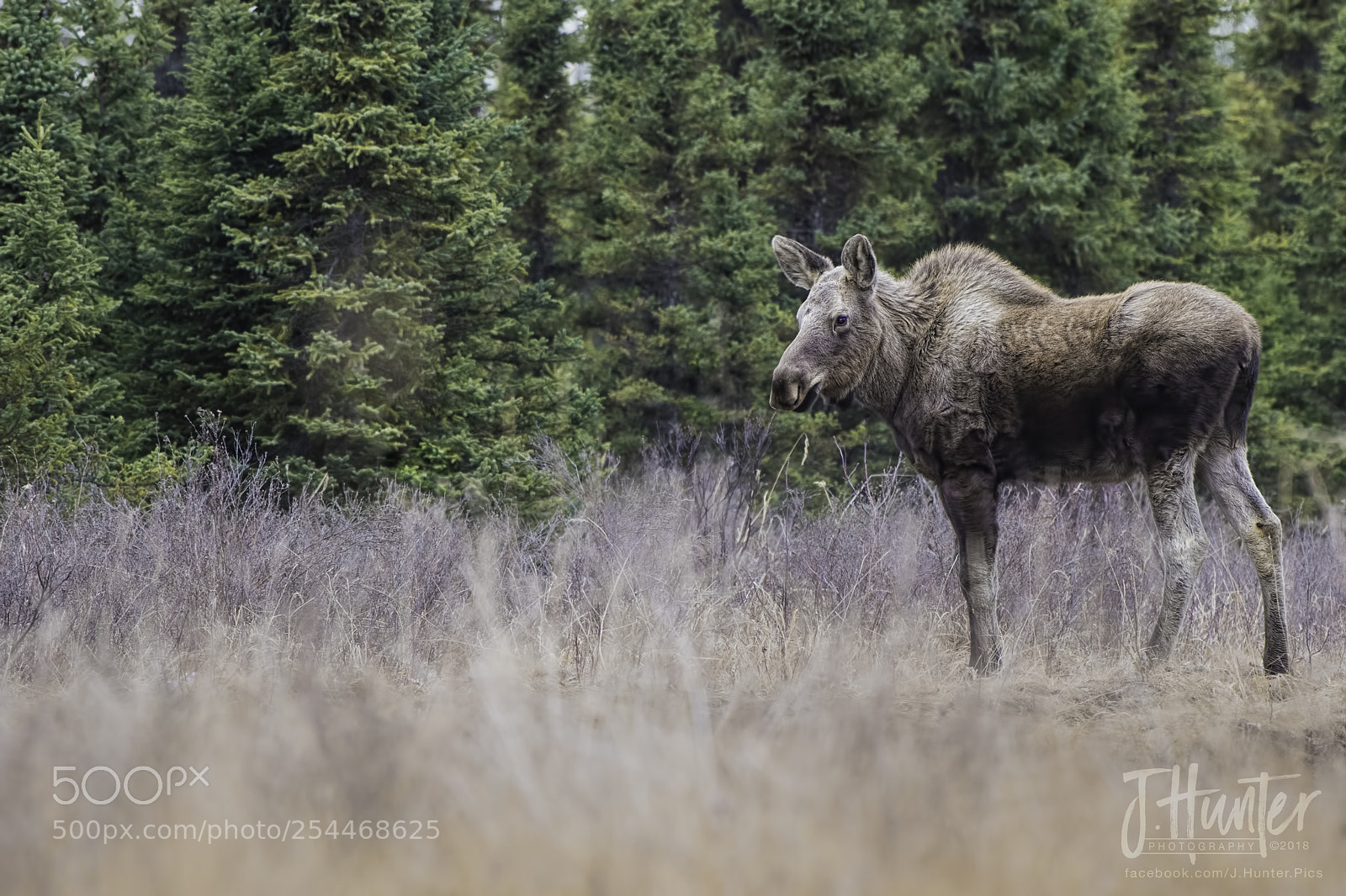 Nikon D500 sample photo. Young moose photography