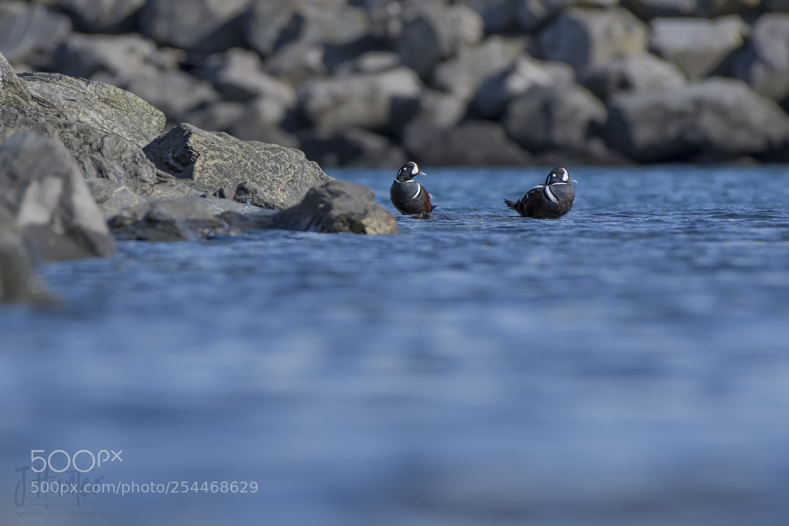 Nikon D500 sample photo. Harlequin drakes photography