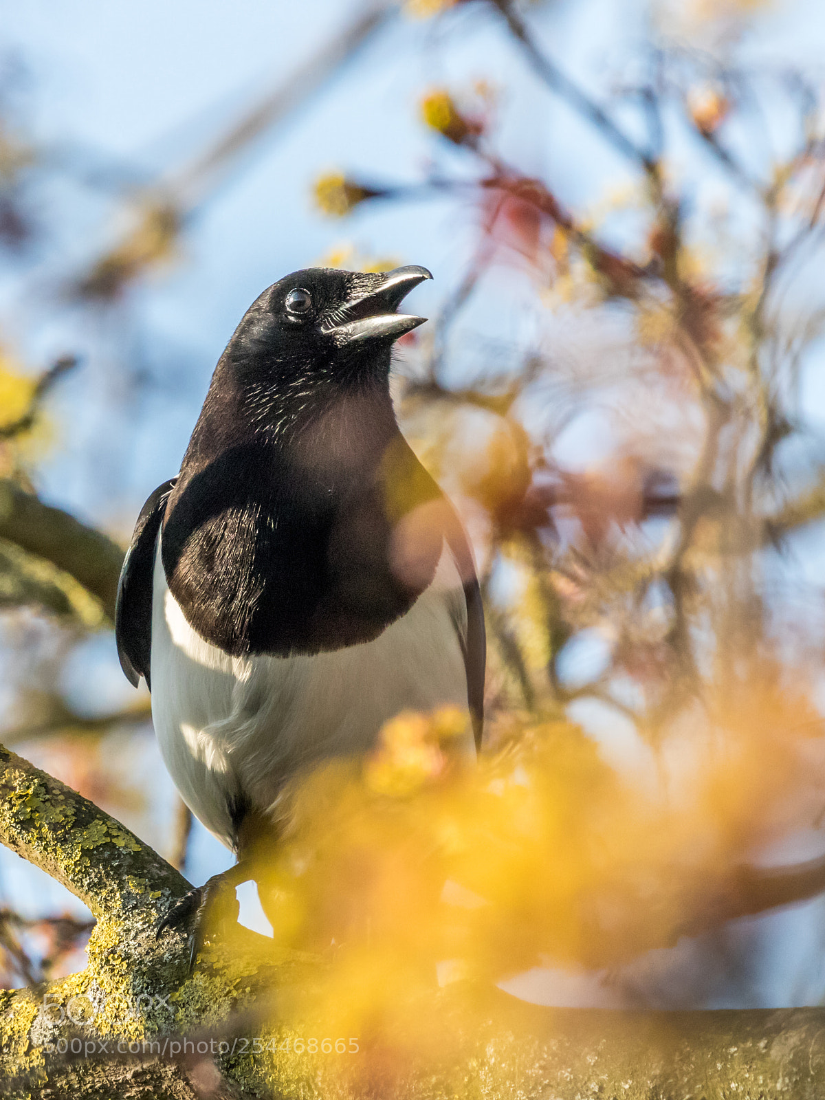 Canon EOS 80D sample photo. Magpie photography