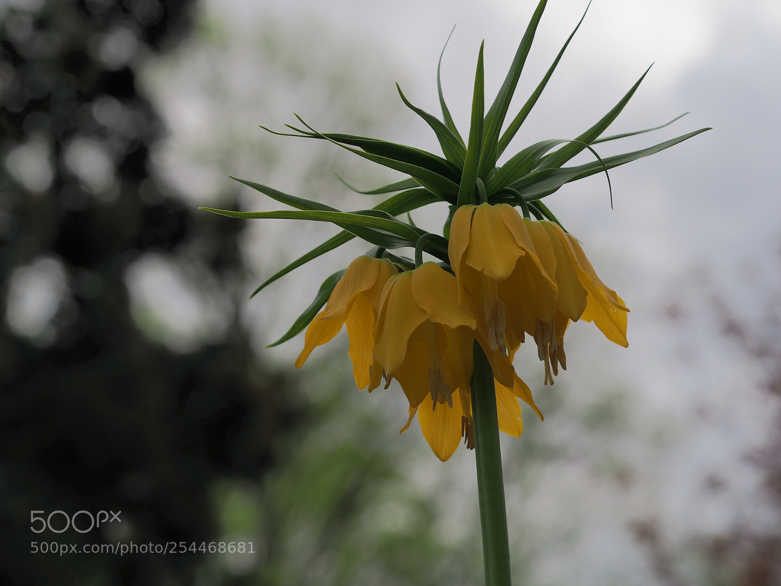 Olympus OM-D E-M5 II sample photo. Frühlingsblüten photography