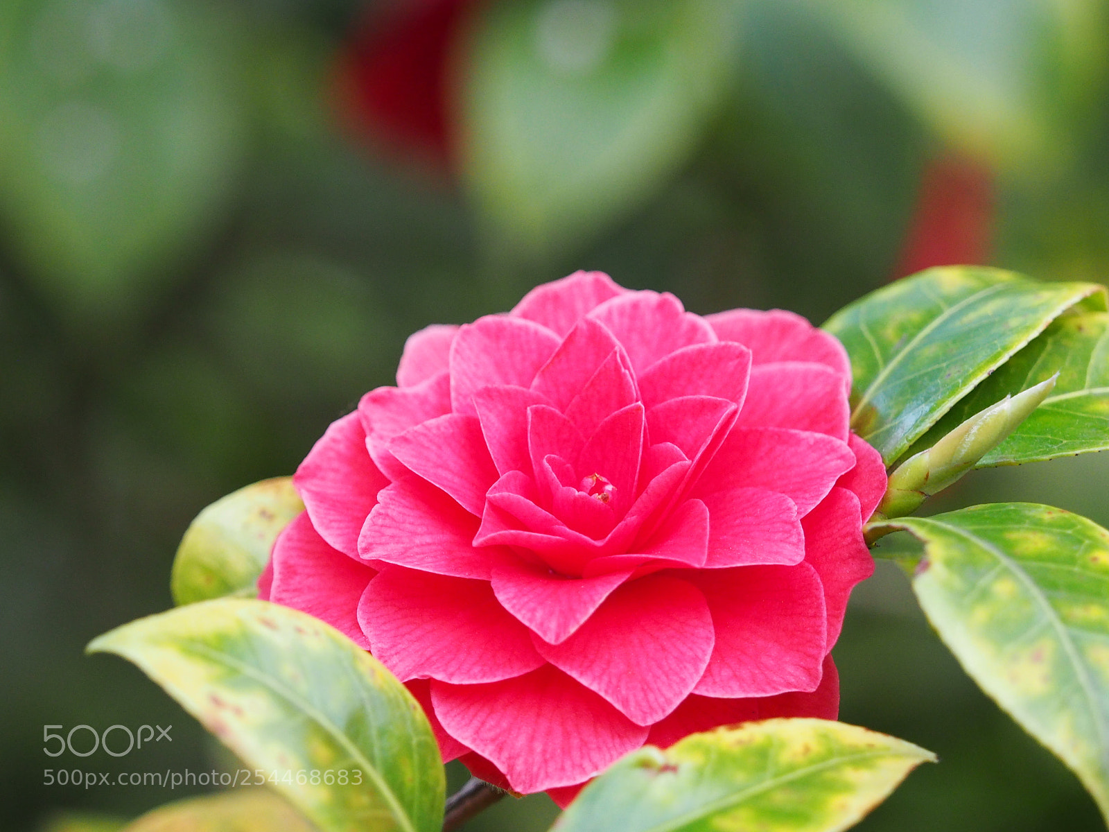 Olympus OM-D E-M5 II sample photo. Frühlingsblüten photography