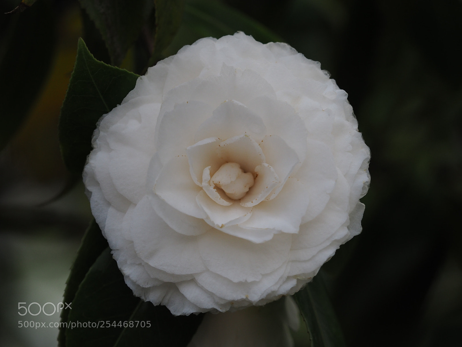 Olympus OM-D E-M5 II sample photo. Frühlingsblüten photography