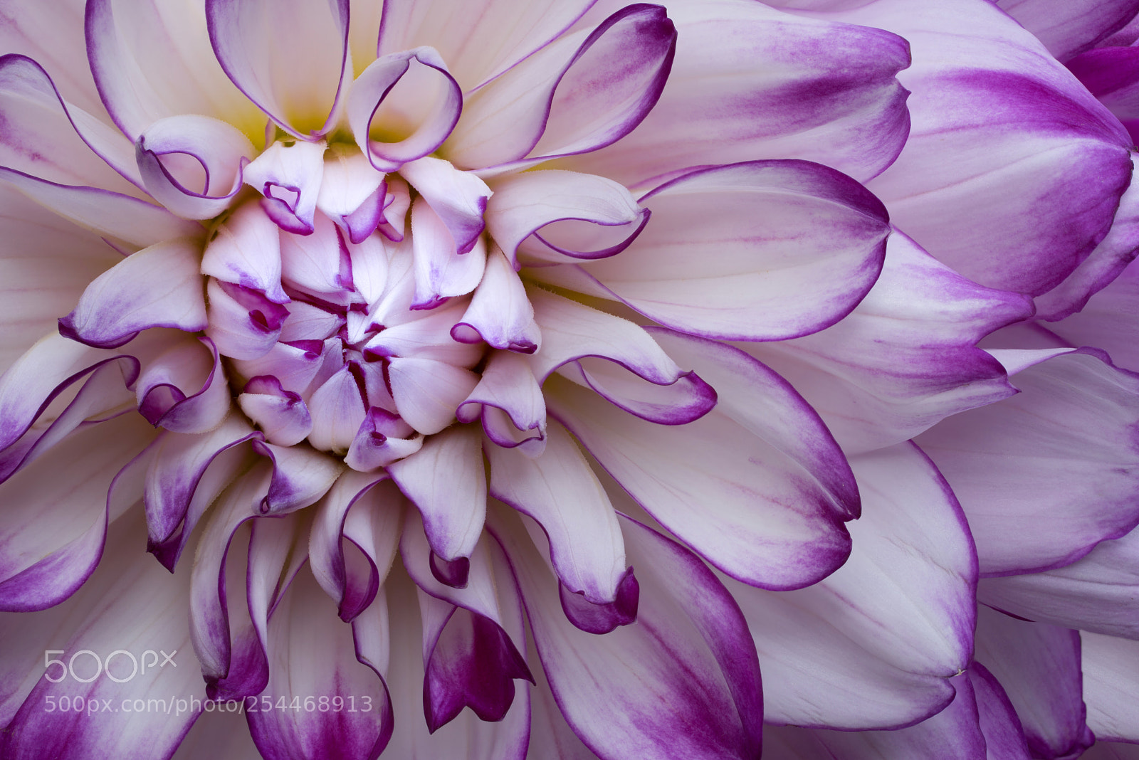 Sony a7R sample photo. Untitled dahlia photography