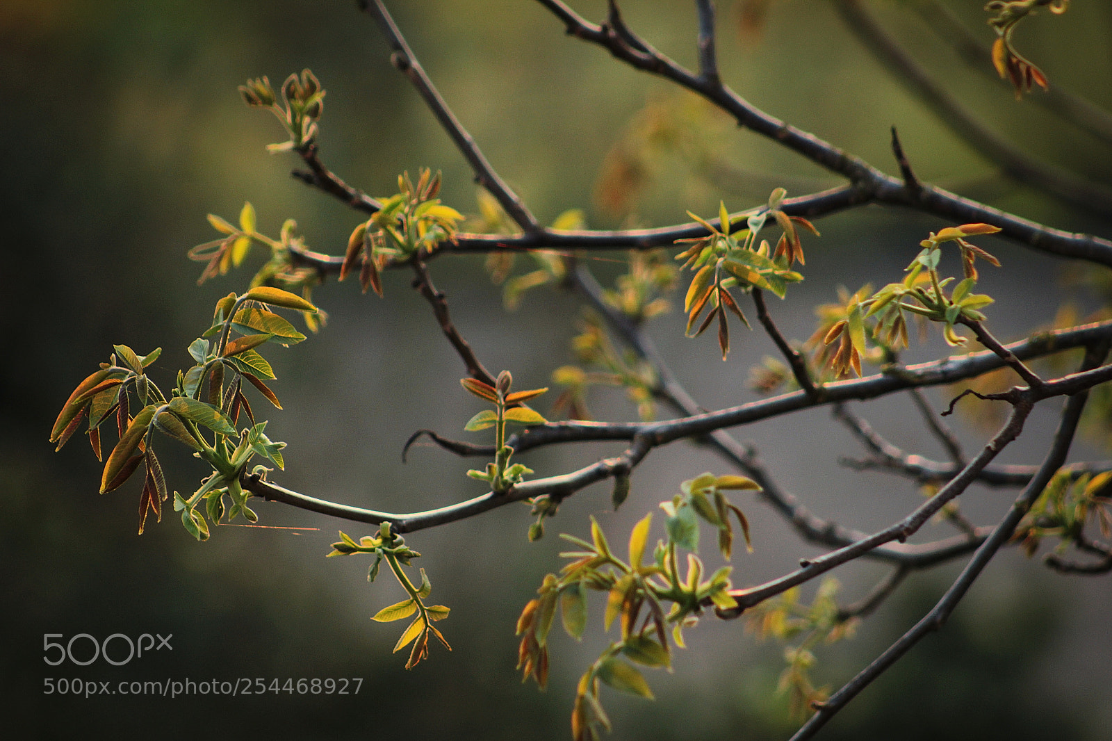 Canon EOS 1200D (EOS Rebel T5 / EOS Kiss X70 / EOS Hi) sample photo. Walnut tree photography