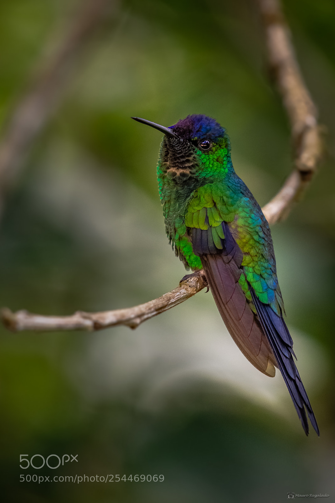 Canon EOS 60D sample photo. Beija flor de fronte photography