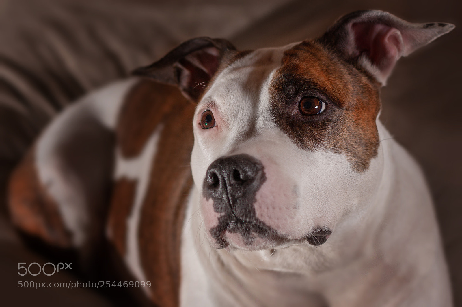 Canon EOS 40D sample photo. Impa photography