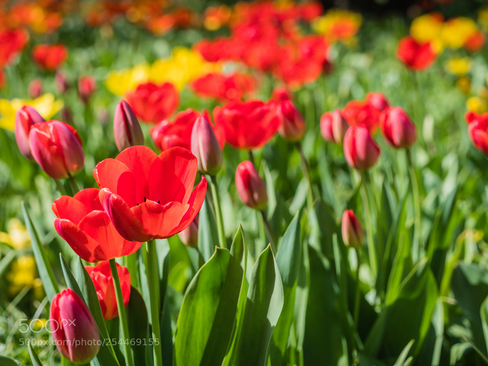 Olympus OM-D E-M1 Mark II sample photo. Hermannshof weinheim photography