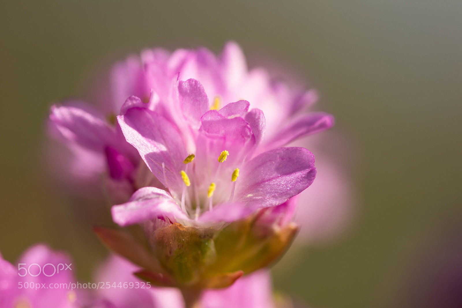 Canon EOS 80D sample photo. Fleur vivace ! photography