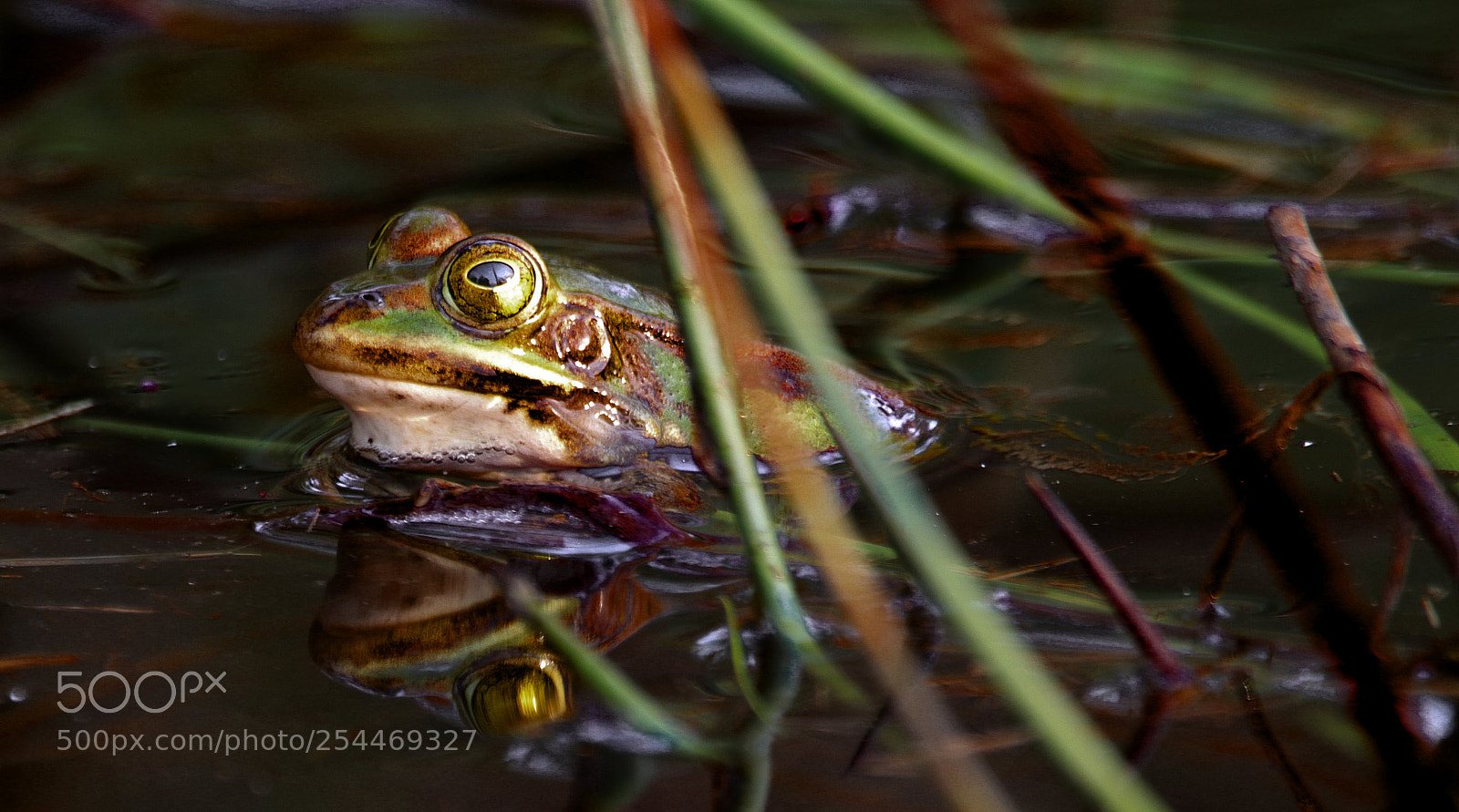 Canon EOS 80D sample photo. Golden eye photography