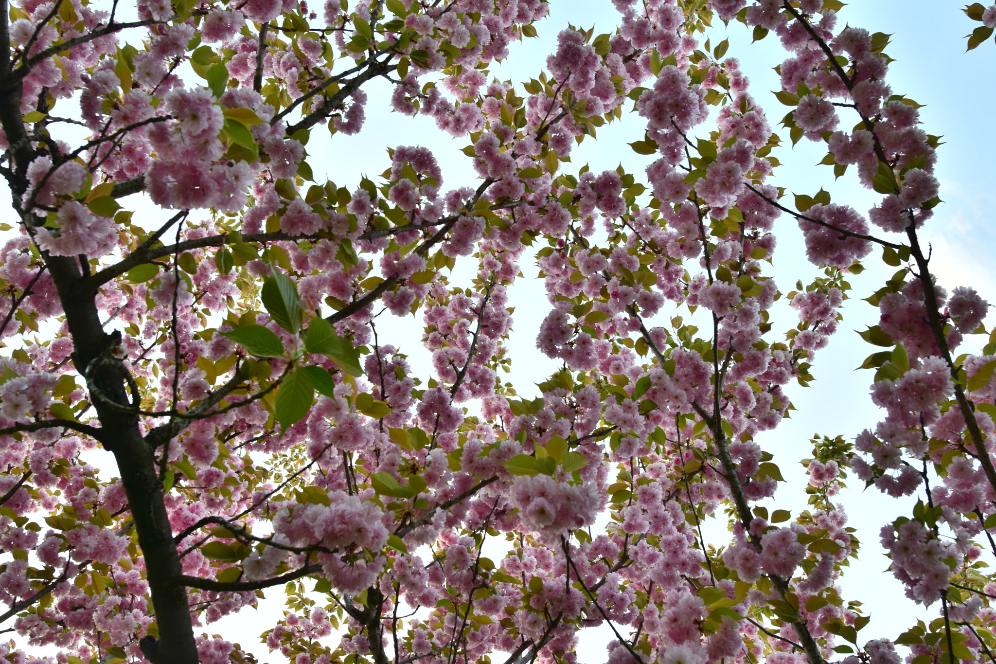 Nikon AF-S Nikkor 20mm F1.8G ED sample photo. Spring photography