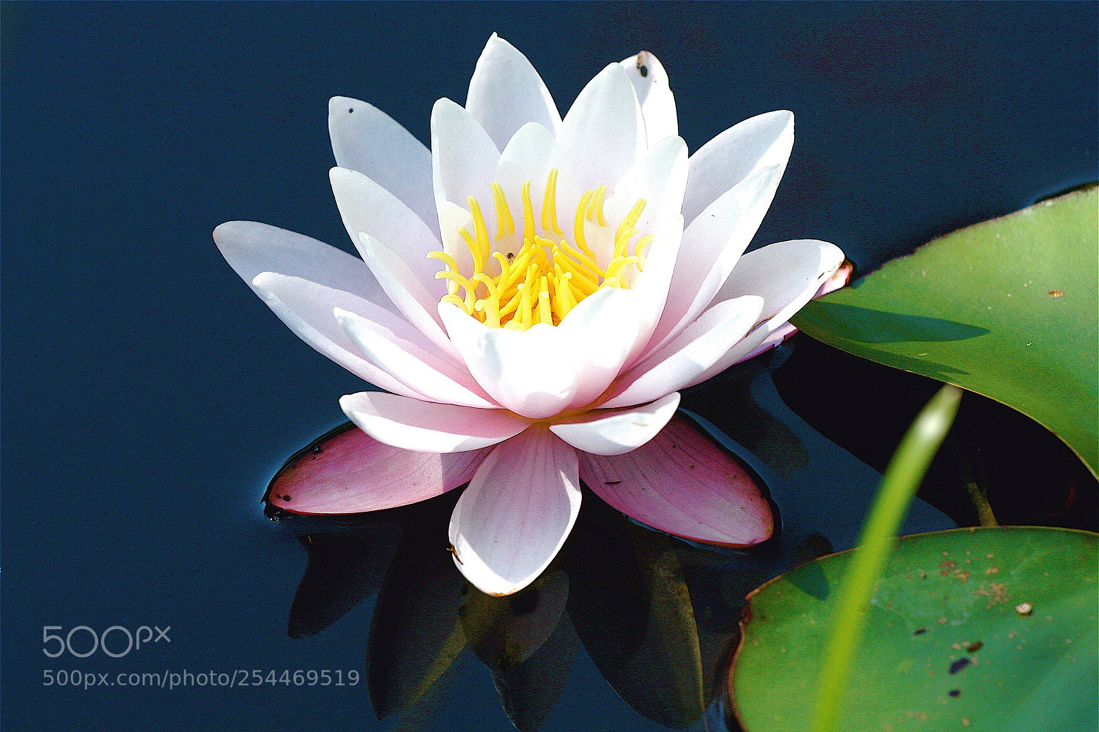 Canon EOS 350D (EOS Digital Rebel XT / EOS Kiss Digital N) sample photo. Water lily photography