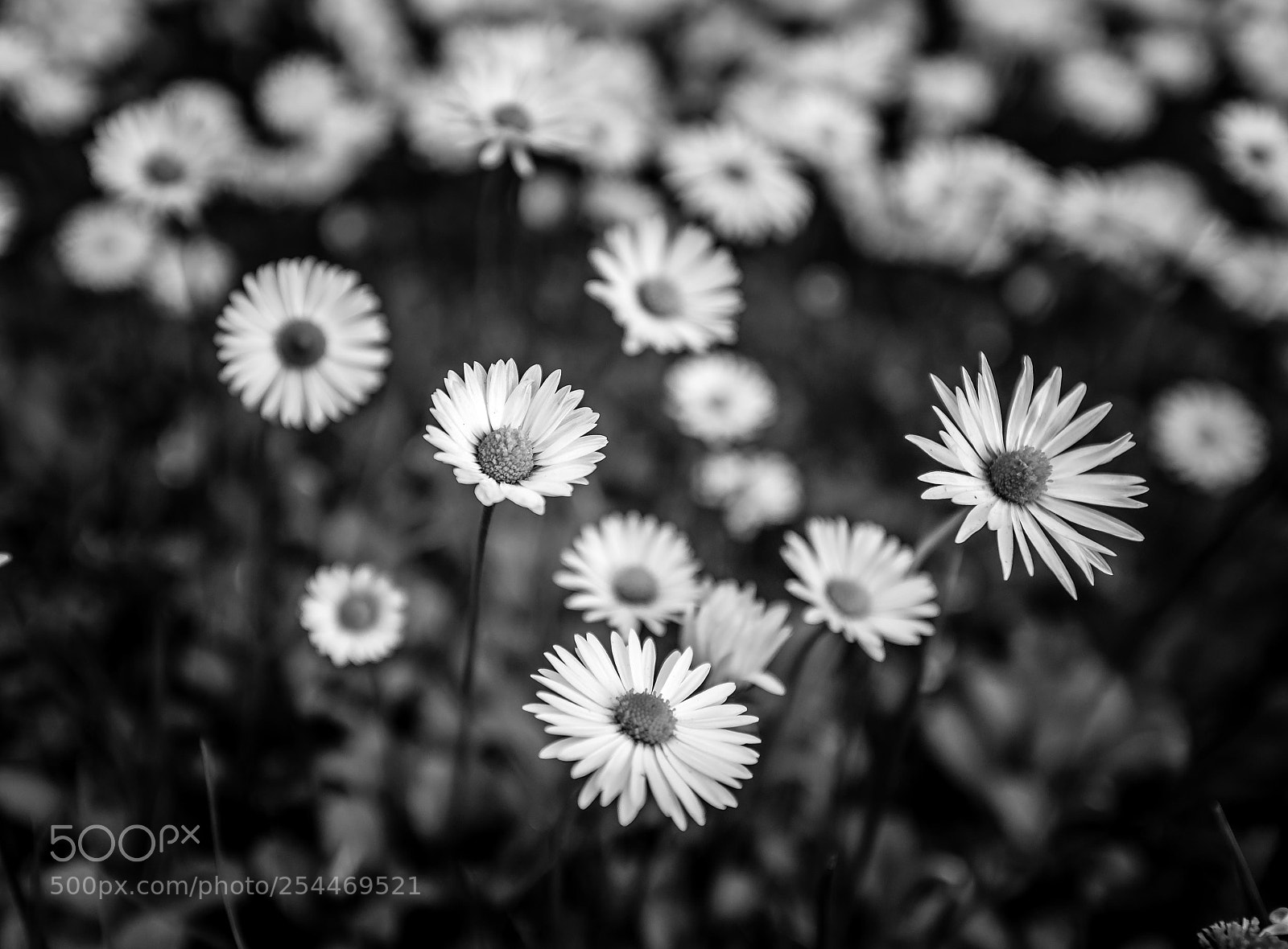 Nikon D800 sample photo. Daisy photography