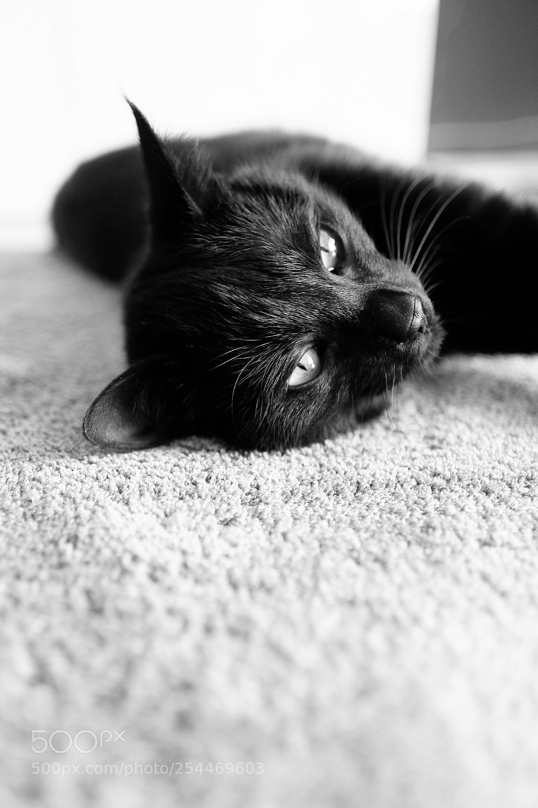 Fujifilm X-T2 sample photo. Katze photography