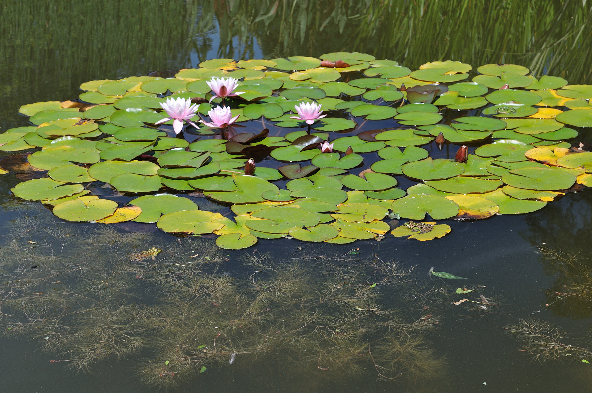 Nikon D300S + Nikon AF-S DX Nikkor 17-55mm F2.8G ED-IF sample photo. Lilies and frogs on the water photography