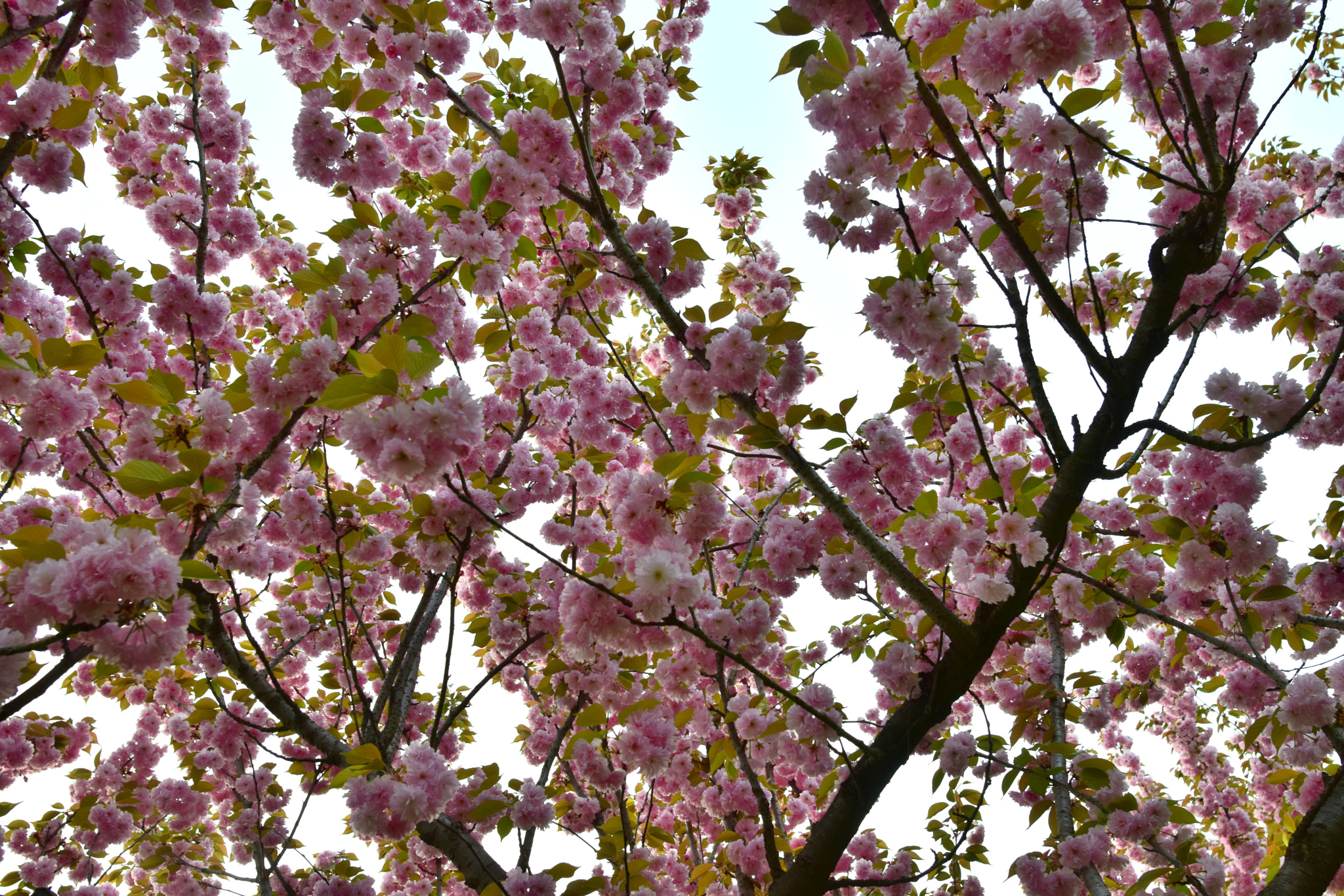 Nikon D5300 + Nikon AF-S Nikkor 20mm F1.8G ED sample photo. Spring perspective photography