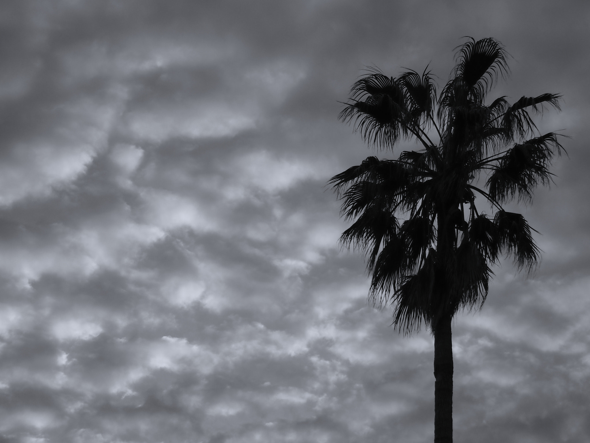 Olympus PEN E-P3 sample photo. Palm photography
