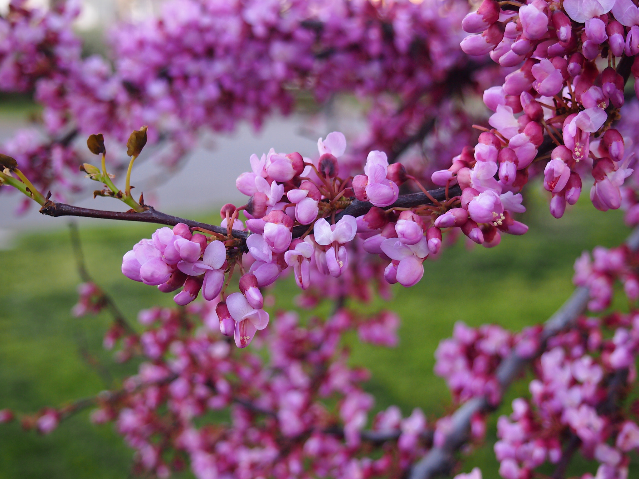 Olympus PEN E-P3 sample photo. Pink photography
