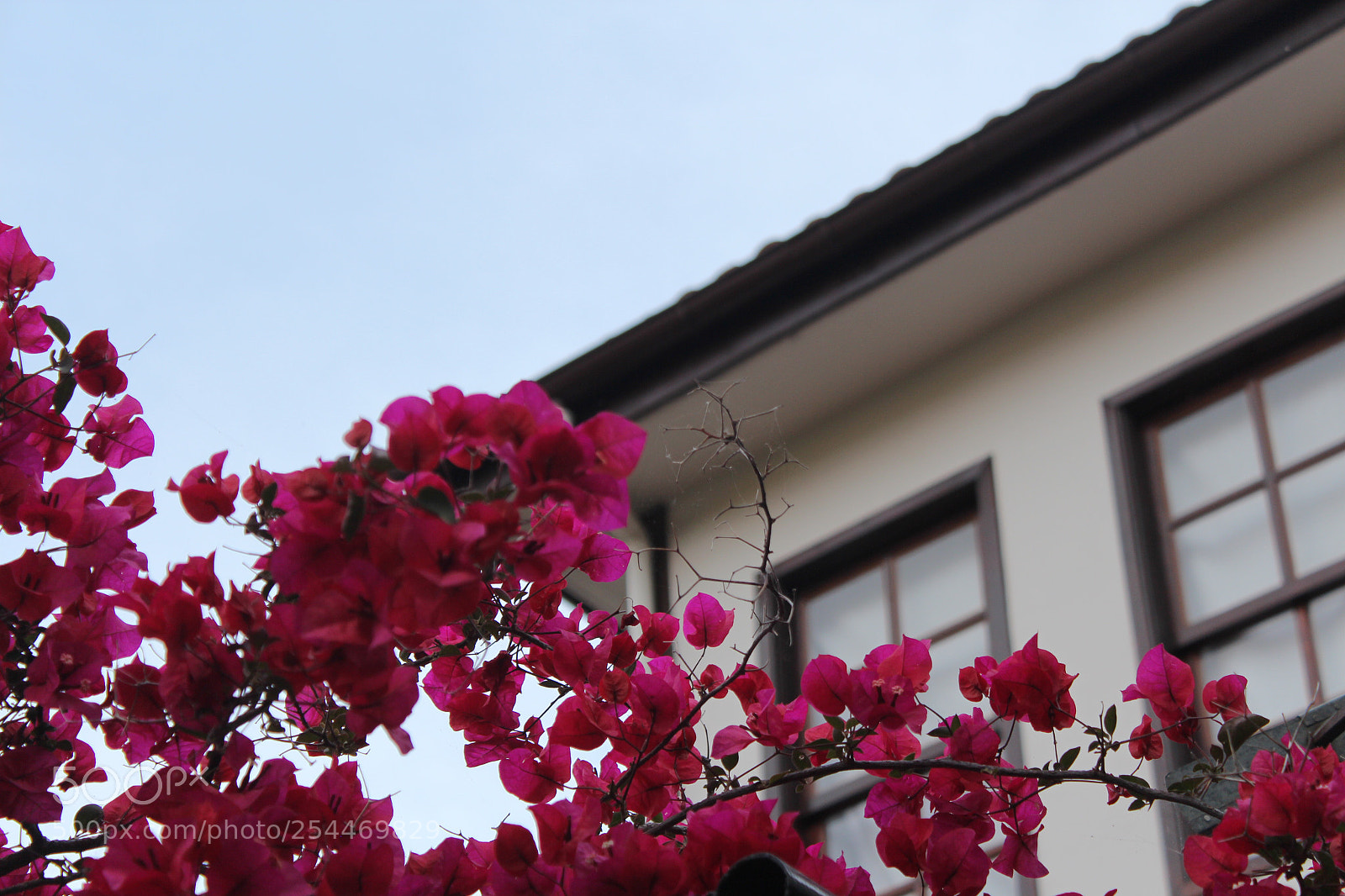 Canon EOS 650D (EOS Rebel T4i / EOS Kiss X6i) sample photo. Untitled photography