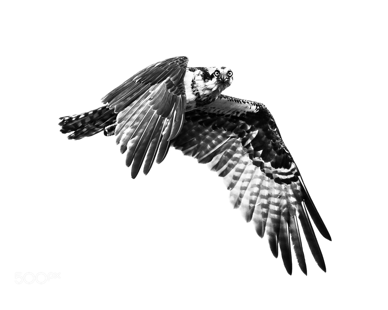 Nikon D500 sample photo. Osprey in flight v photography