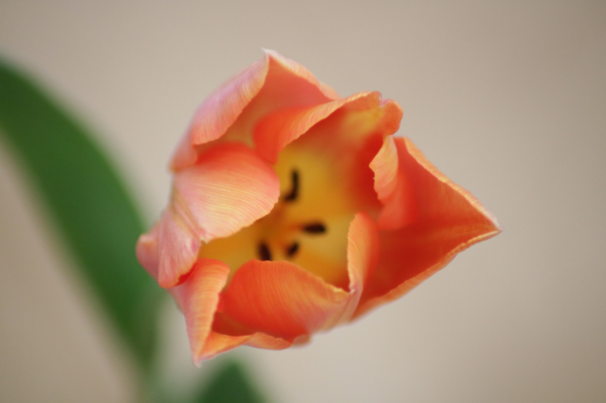 Canon EOS 760D (EOS Rebel T6s / EOS 8000D) sample photo. Tulip photography