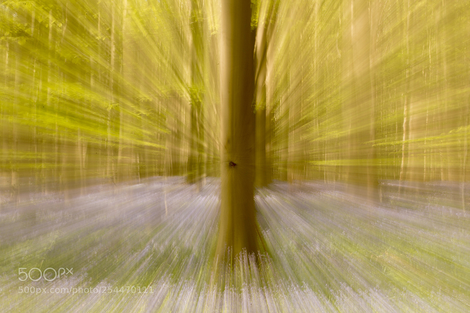 Canon EOS-1D X Mark II sample photo. Hallerbos photography