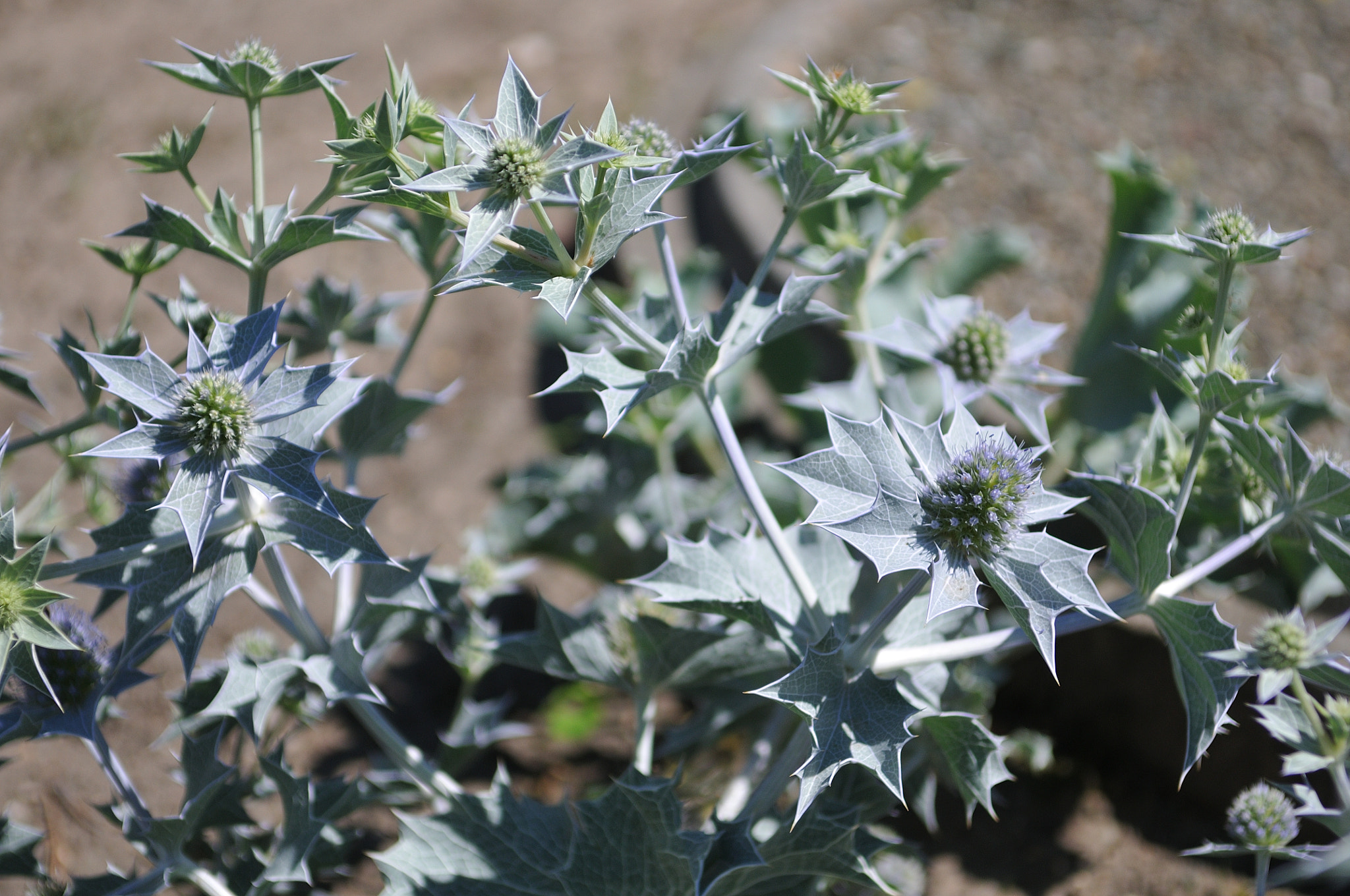 Nikon D300S sample photo. Interesting plants photography