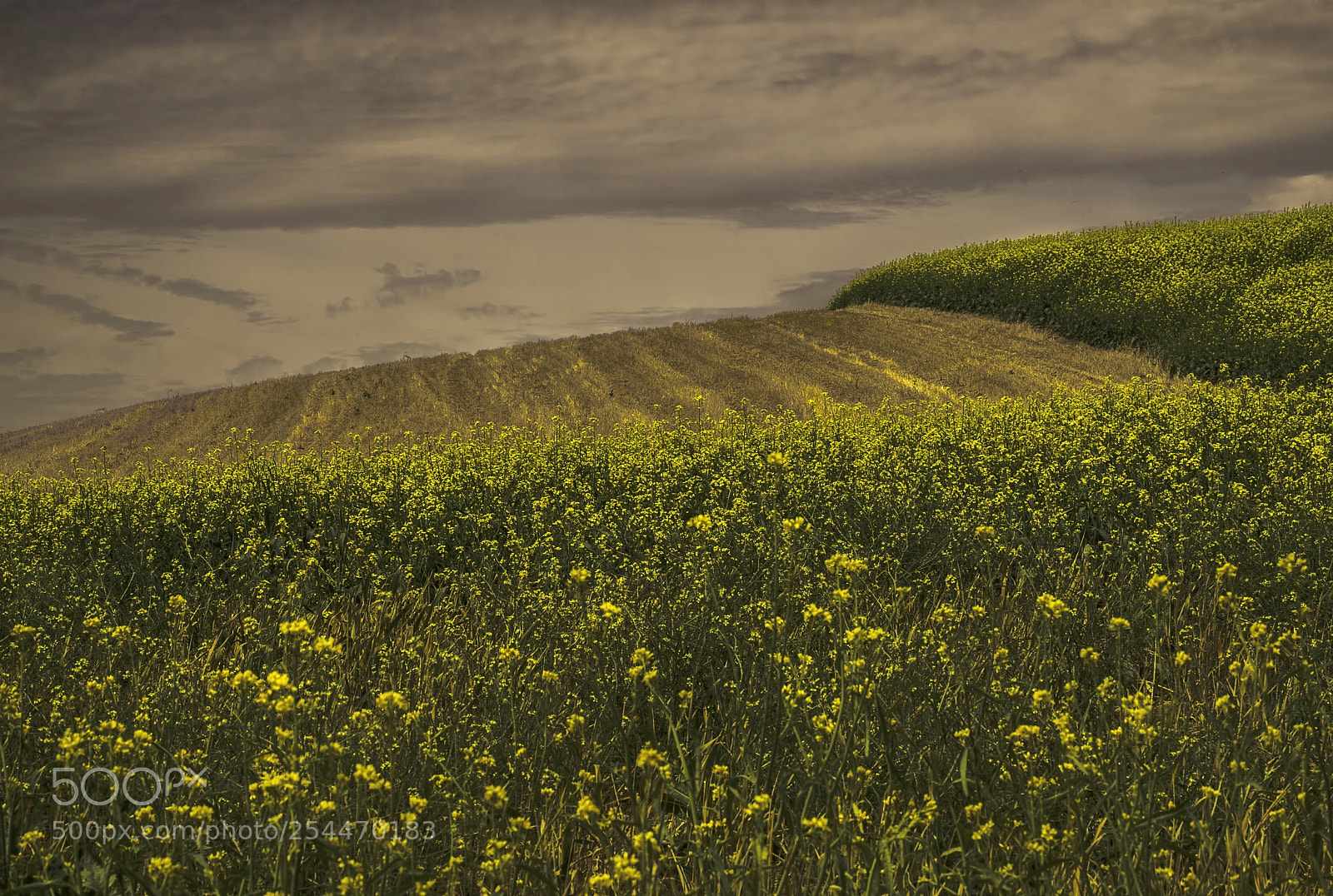 Sony a7R sample photo. Canola photography